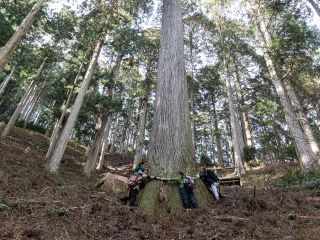 樹齢約400年歴史の証人