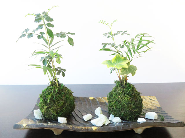 新型コロナ感染予防対応 地域共通クーポン対象プラン さいたま市 苔玉作り 落ち着くお洒落な苔玉作り Florilege じゃらん遊び体験 新型コロナ感染予防対応 地域共通クーポン対象プラン さいたま市 苔玉作り 落ち着くお洒落な苔玉作り Florilege じゃらん遊び体験