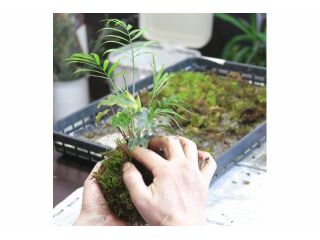 新型コロナ感染予防対応 地域共通クーポン対象プラン さいたま市 苔玉作り 落ち着くお洒落な苔玉作り Florilege じゃらん遊び体験 新型コロナ感染予防対応 地域共通クーポン対象プラン さいたま市 苔玉作り 落ち着くお洒落な苔玉作り Florilege じゃらん遊び体験