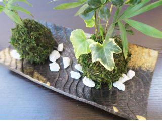 新型コロナ感染予防対応 地域共通クーポン対象プラン さいたま市 苔玉作り 落ち着くお洒落な苔玉作り Florilege じゃらん遊び体験 新型コロナ感染予防対応 地域共通クーポン対象プラン さいたま市 苔玉作り 落ち着くお洒落な苔玉作り Florilege じゃらん遊び体験