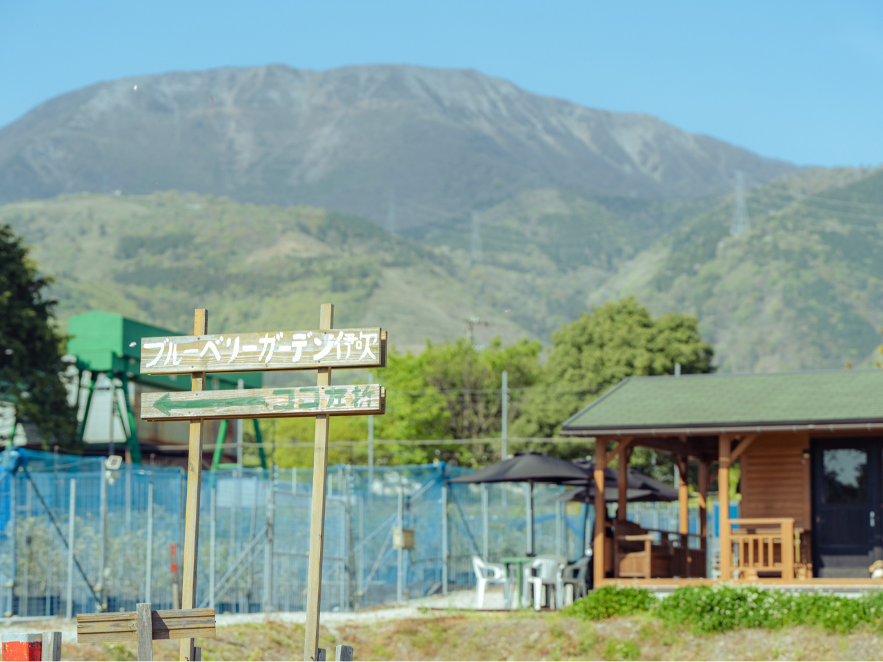 日本百名山の伊吹山麓で大自然を感じながら食べるブルーベリーは格別♪