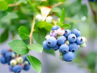 完熟ブルーベリーを、時間無制限食べ放題で、時間を気にせづ、ゆっくり召し上がっていただけます。