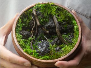 8月のテーマ「くぼみ椀『樹海』」(小)6,000円 (大)9,000円 ※大をご希望の方は、当日+3,000円をお支払いいただきます。