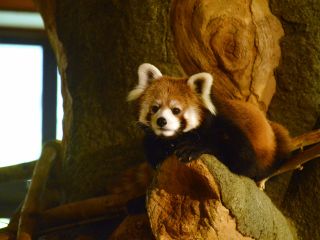 レッサーパンダ「さくら」よろしくね♪おやつ上げ体験も開催中♪