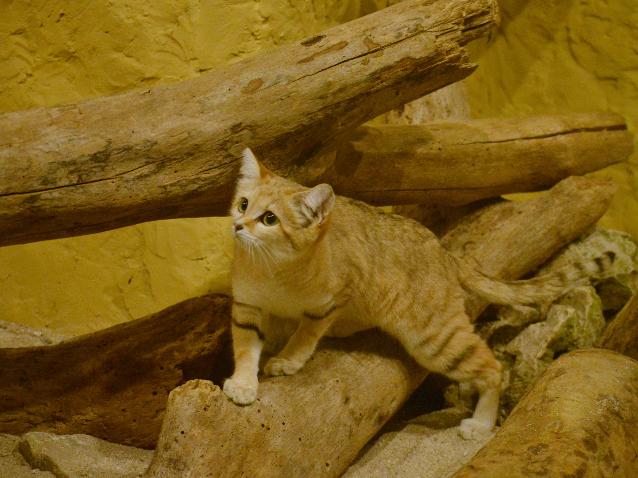 ̓VgXilRA킢炵֖҃n^[IIЉɗĂˁ