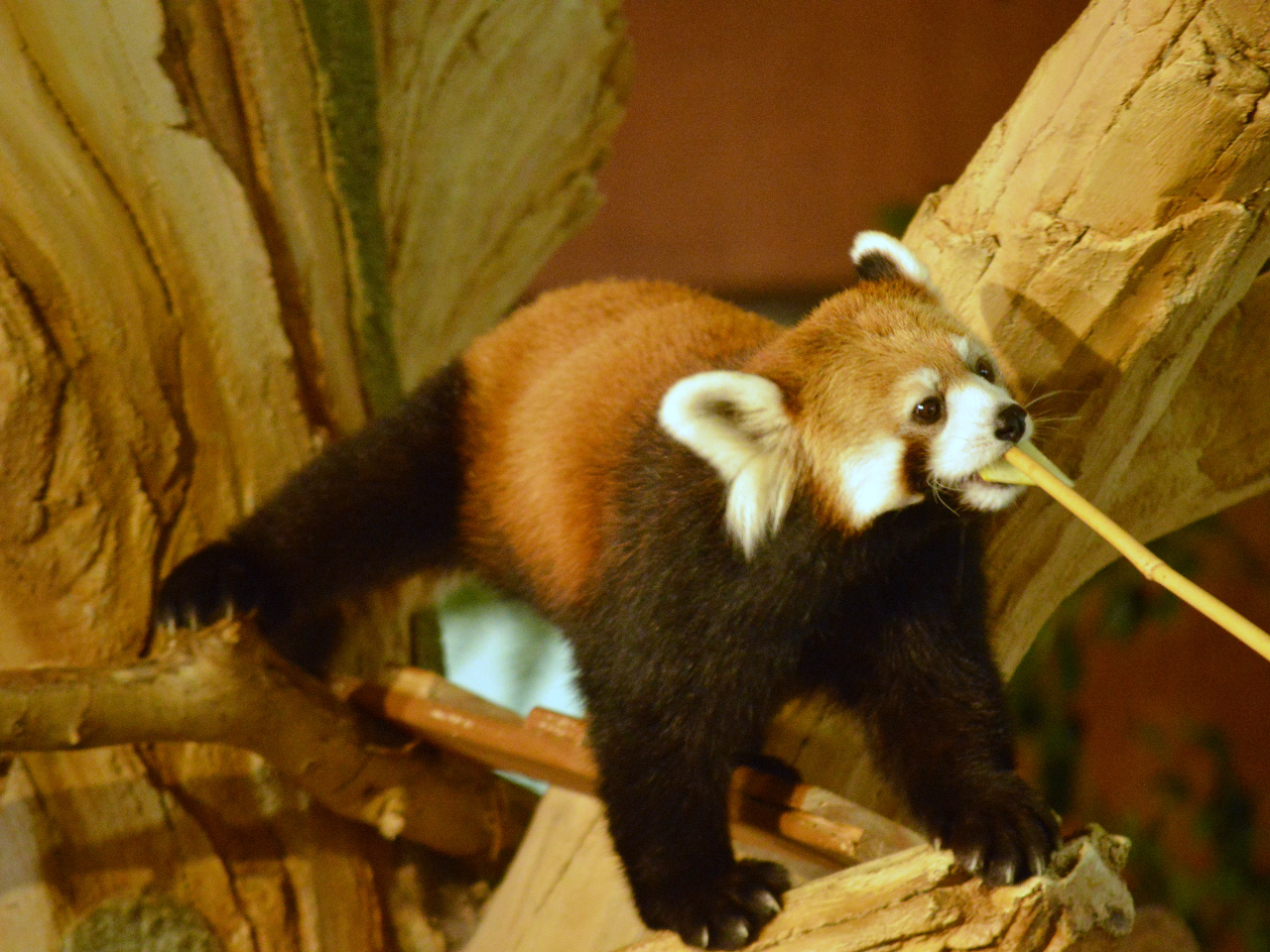 JÁAbT[p_̌IeԂŐ撅12lIVbvŐ300~Ŕ̔A߂Ɂ􁦎ԑт͌z[y[WmFB