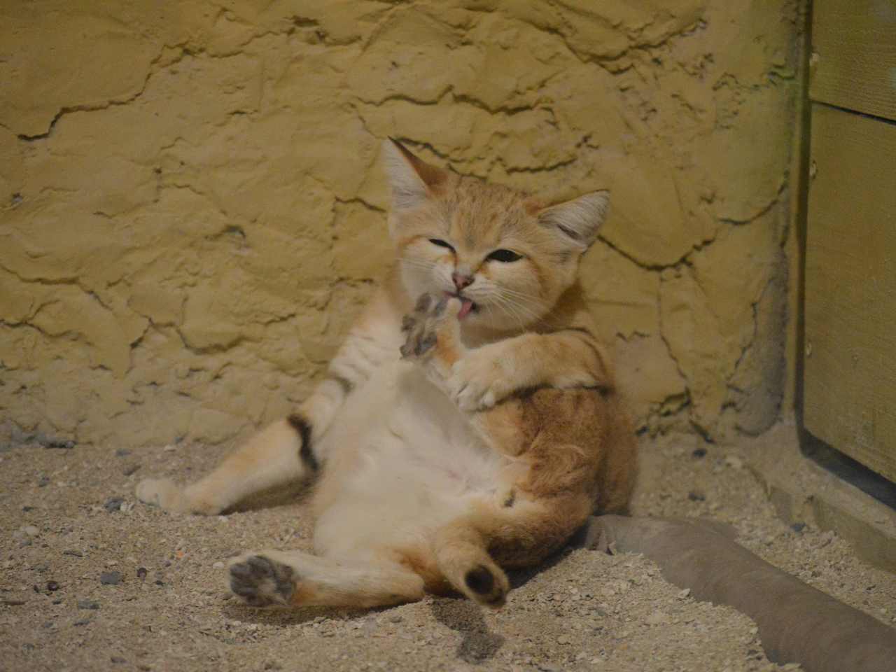 ̓VgXilRA킢炵֖҃n^[IIЉɗĂˁ 