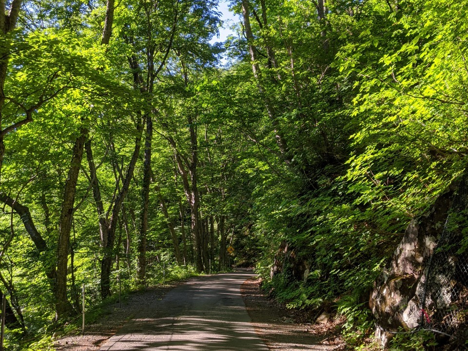 �ؘR����̒��A�����̂��������؁X�̂ɂ�����̑S�̂Ŗ��킢�܂��傤�I