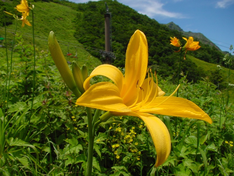 �V�_�����ӂ̃j�b�R�E�L�X�Q�i7�����{�`�j