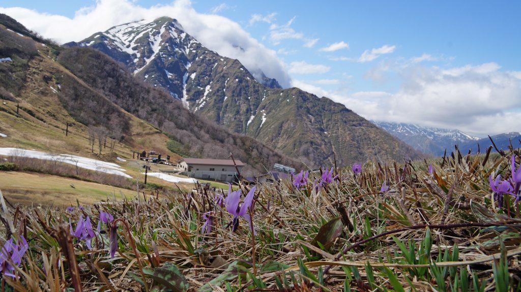 �J��x�ƃJ�^�N���̌Q���i5�����{�`6����{�j