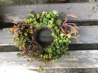 多肉植物の寄せ植え体験 一軒家のお洒落なお花屋さんで可愛い多肉植物の寄せ植え体験 インテリアやプレゼントにおすすめです R Eiffel ル エッフェル じゃらん遊び体験