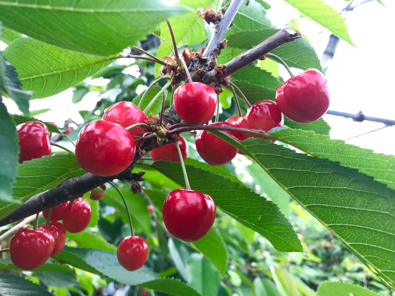 �ԗւ������ډ��̎ʐ^3