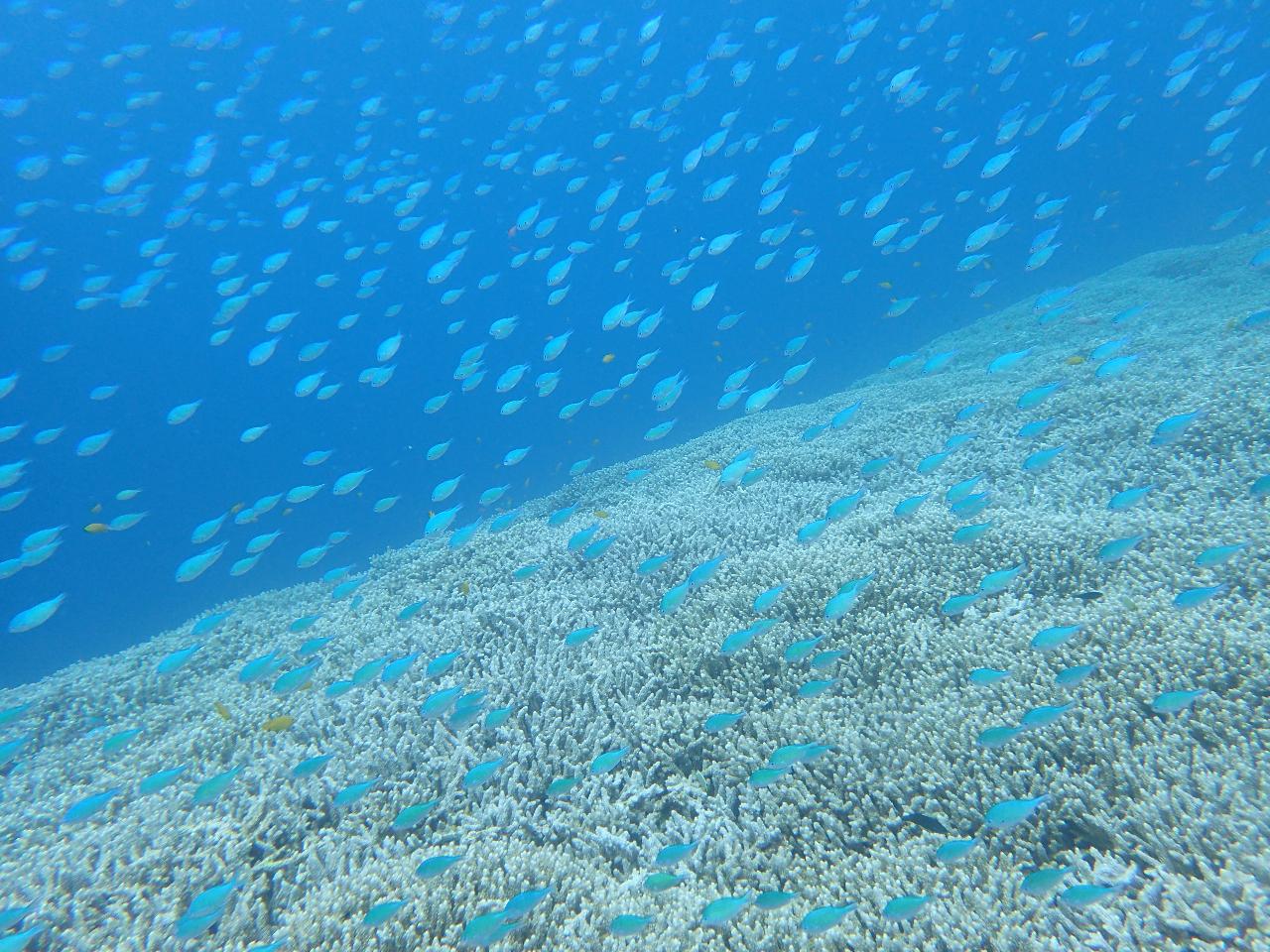 ���񂲂ƃX�Y���_�C�I