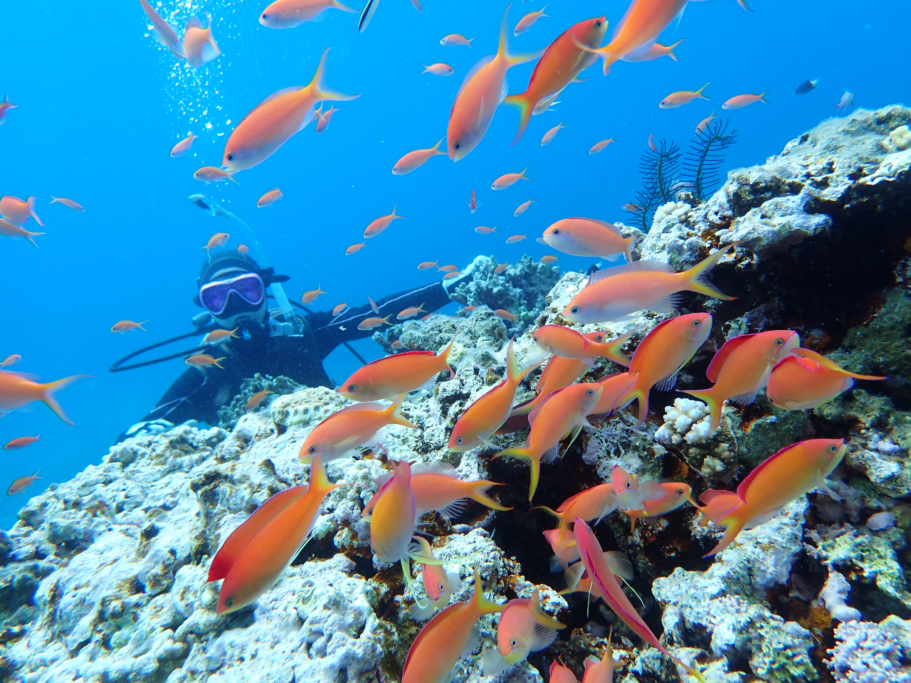 �I�����W�I