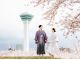 五稜郭公園の桜フォトウエディング