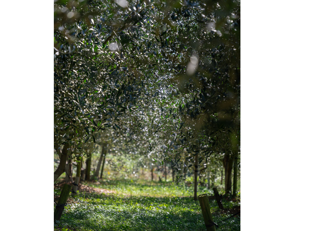 オリーブの森を潜り抜けたり・・・