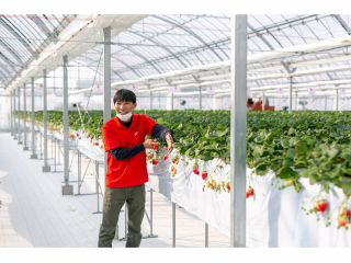 愛情こめて丁寧にいちごを育てています!皆さまのご来園お待ちしております!