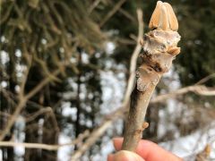 道中の木の冬芽を観察しながら歩きます