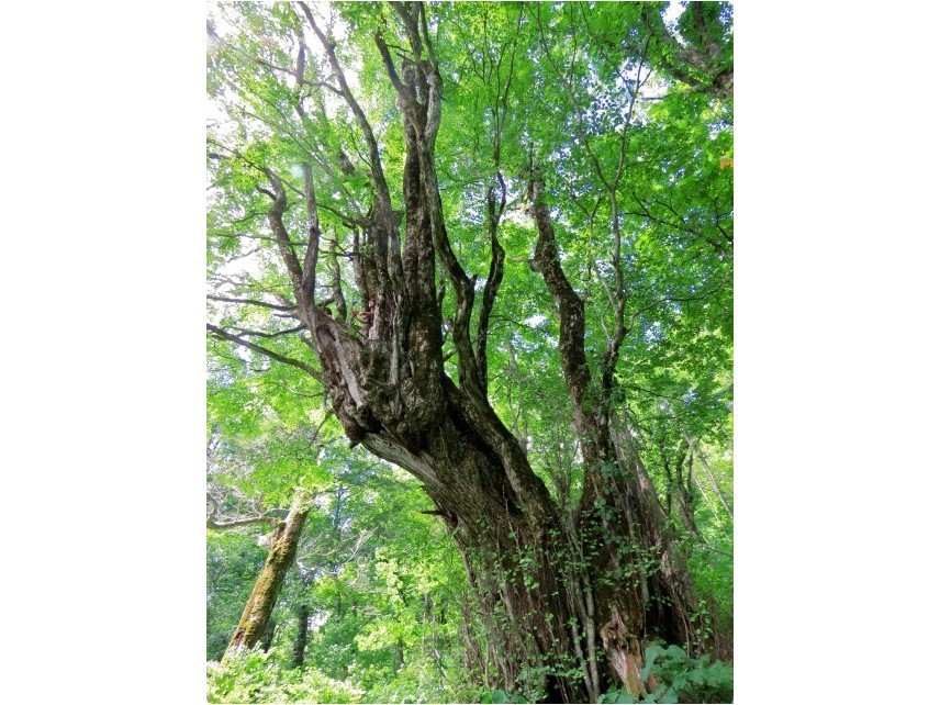 森の奥には1000年以上生きると言われている巨大桂があります。