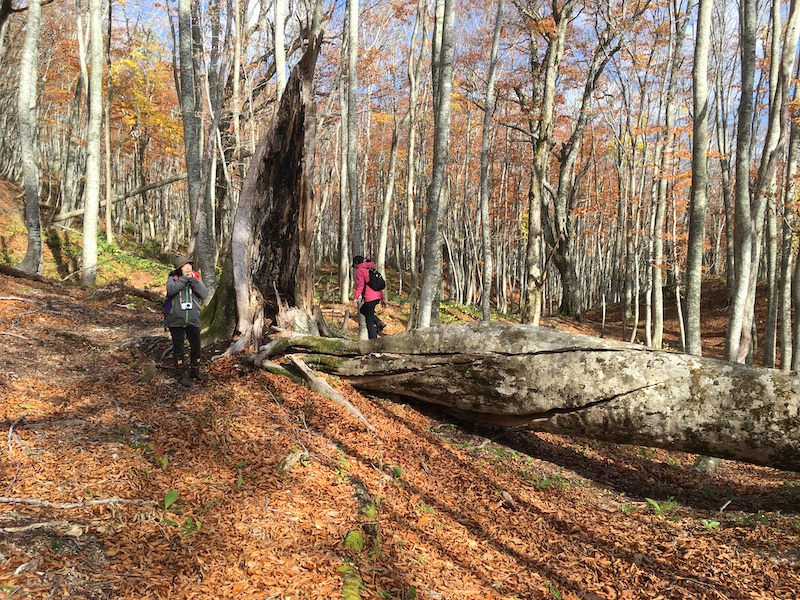 樹齢200年以上のブナがたくさんあります。
