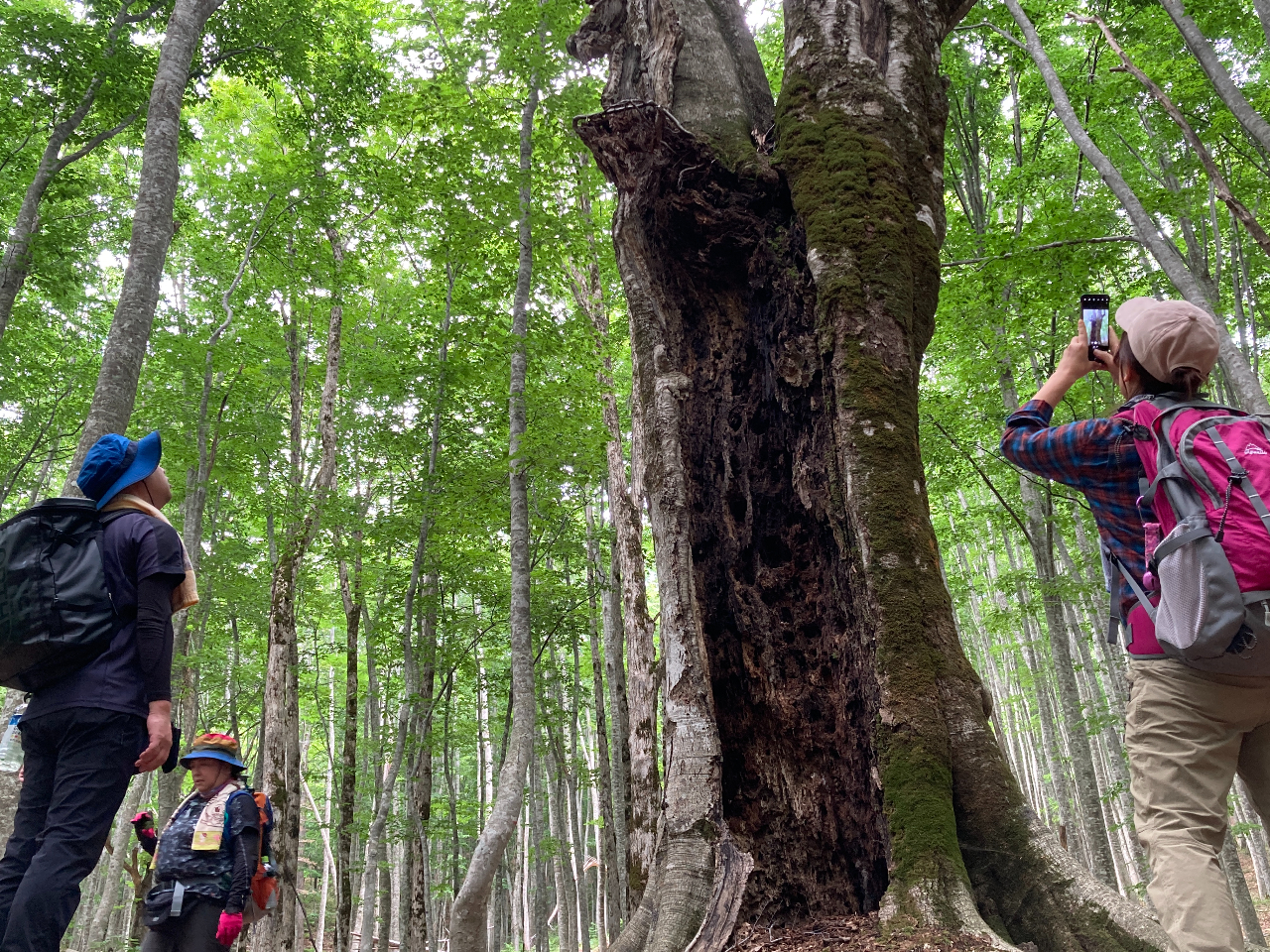 森の奥にあるブナのマザーツリー。この辺りで昼食を食べます