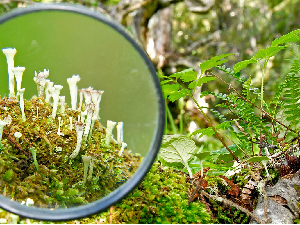 『私が見た小さな世界』 奥入瀬渓流【コケ】観察ツアー 青森市から送迎付き