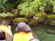 カモシカに遭遇