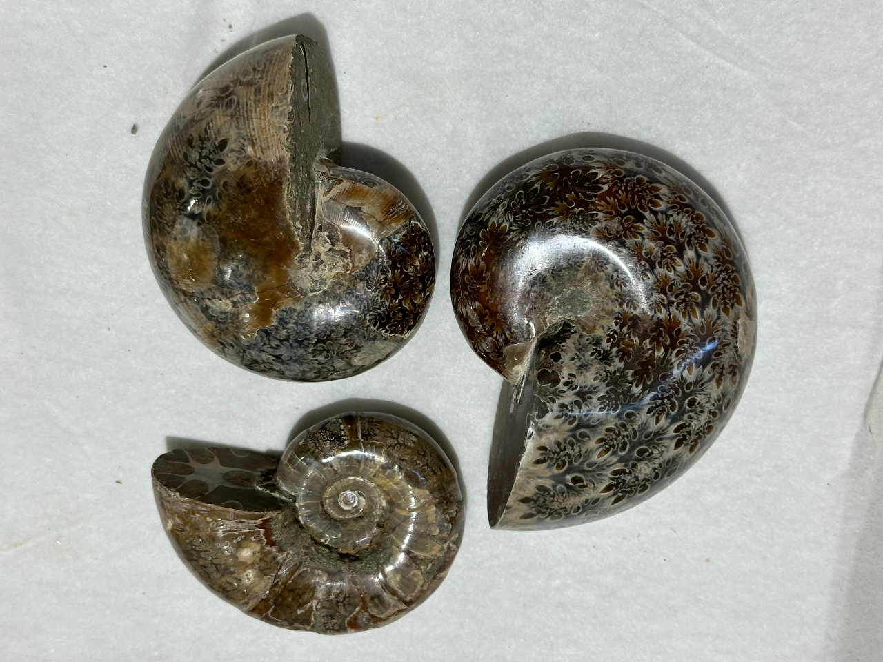 ǂ̎ނ̃AiCg͊Ă݂Ă̂y݁I