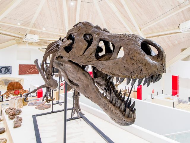 ティラノサウルスがお出迎え 2F「化石」コーナー