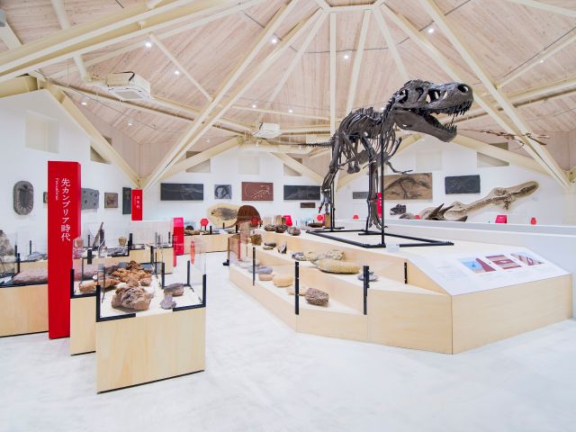ティラノサウルス全身骨格、巨大アンモナイトの化石も展示♪