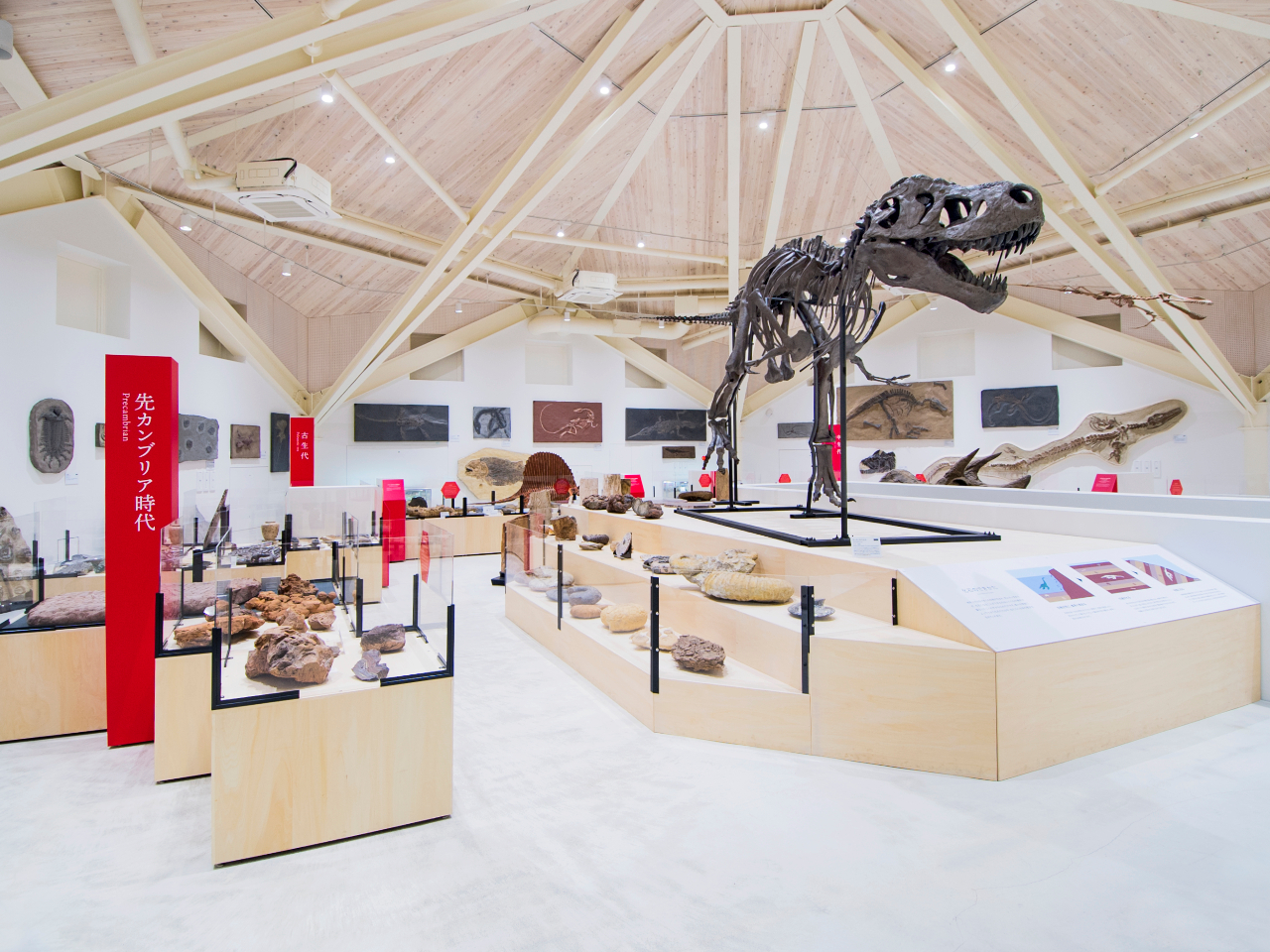 ティラノサウルス全身骨格、巨大アンモナイトの化石も展示♪