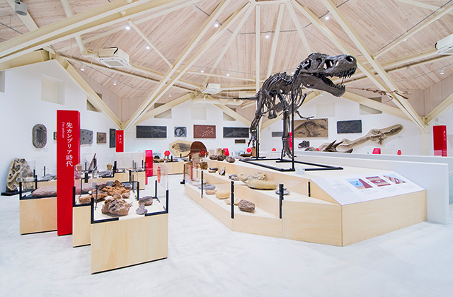 ティラノサウルス全身骨格、巨大アンモナイトの化石も展示♪