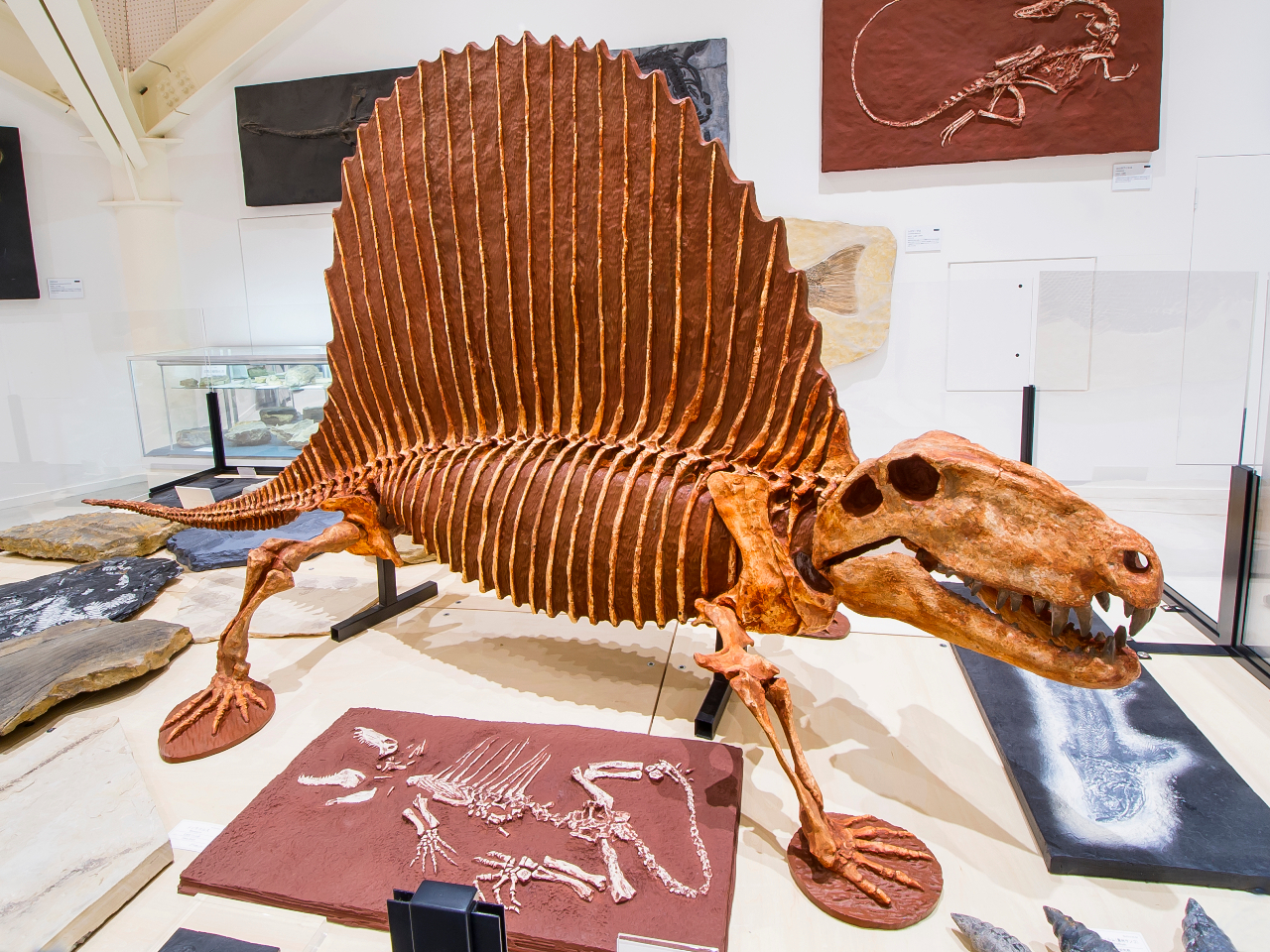 ͉̉΁H@Mނ̑cufBghvI