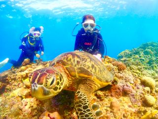 人生初ダイビングでウミガメに会えました。