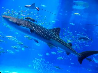 恩納村発 北部観光ツアー 1名でも出発 海洋博公園 美ら海水族館5時間滞在一日観光ツアー 株式会社メリットトレーディング じゃらん遊び体験 恩納村発 北部観光ツアー 1名でも出発 海洋博公園 美ら海水族館5時間滞在一日観光ツアー 株式会社メリットトレーディング じゃらん遊び体験