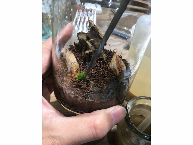 東京 杉並 苔のテラリウム体験 少人数制 Feel The Garden じゃらん遊び体験 東京 杉並 苔のテラリウム体験 少人数制 Feel The Garden じゃらん遊び体験