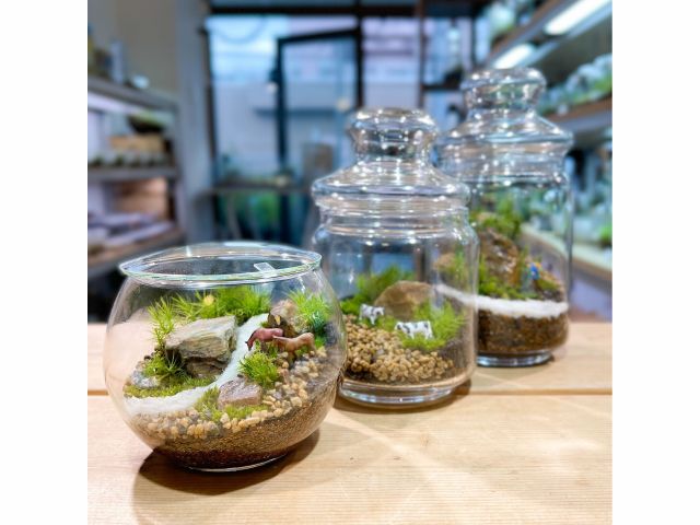 東京 杉並 苔のテラリウム体験 少人数制 Feel The Garden じゃらん遊び体験 東京 杉並 苔のテラリウム体験 少人数制 Feel The Garden じゃらん遊び体験