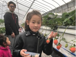 こちらはピンク苺のコーナーです。