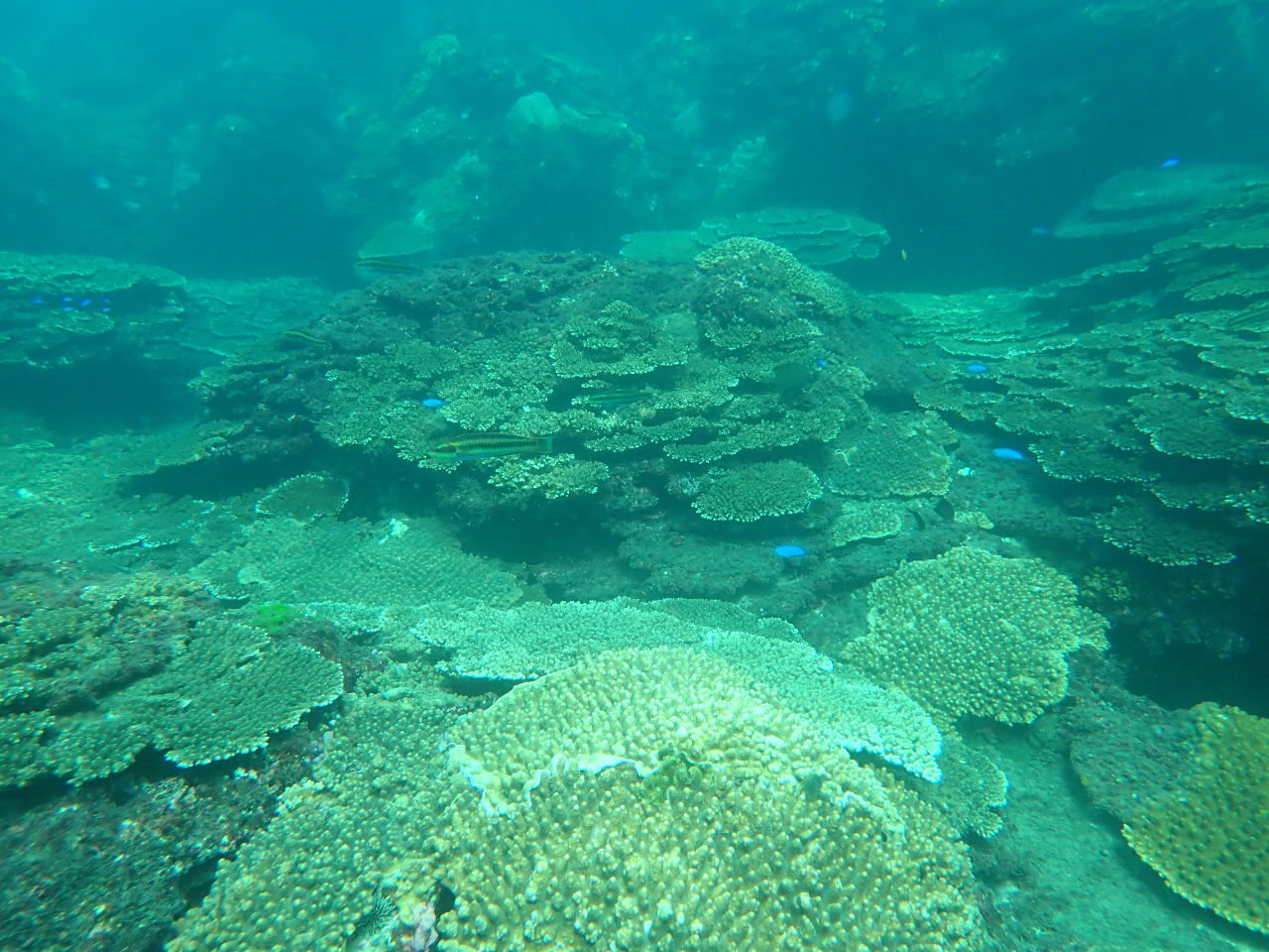 お手軽体験！！】サップの上からサンゴの海へダイブ！サップ+