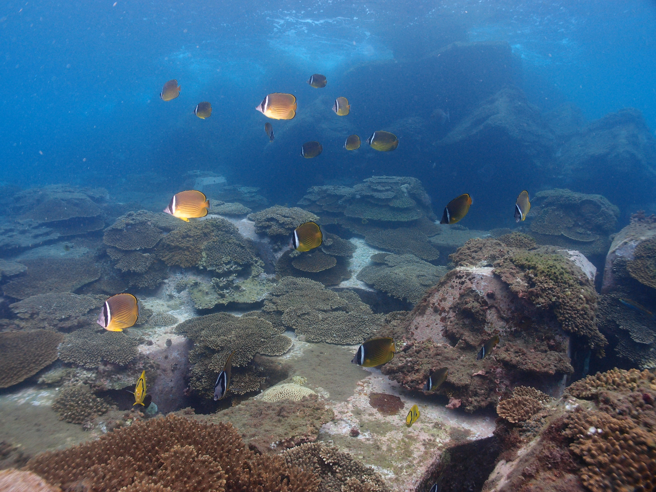 お手軽体験！！】サップの上からサンゴの海へダイブ！サップ+