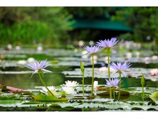 水の庭 モネが夢見た「青い睡蓮」(8月撮影) 〜モネが咲かせたいと願い続けた「青い睡蓮」、北川村では毎年6月下旬頃〜10月下旬頃まで美しい花を咲かせます。〜