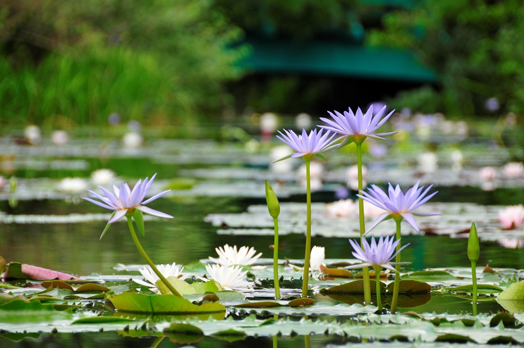 北川村モネの庭 モネの睡蓮おでかけセット 北川村モネの庭 モネの睡蓮おでかけセット