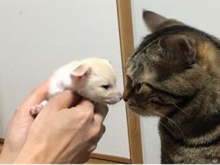 アニマルカフェ ふれあい1時間 たくさんの種類の動物とふれあえる まったり1時間プラン Little Fairy リトルフェアリー じゃらん遊び体験 アニマルカフェ ふれあい1時間 たくさんの種類の動物とふれあえる まったり1時間プラン Little Fairy リトルフェアリー じゃらん遊び体験
