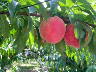 桃狩りの桃は品種や状態によるものの、市販のものより歯ごたえある食感のものも多く「リンゴ食感の桃」と言われるようなことも。ぜひ食べ比べしてみてください♪