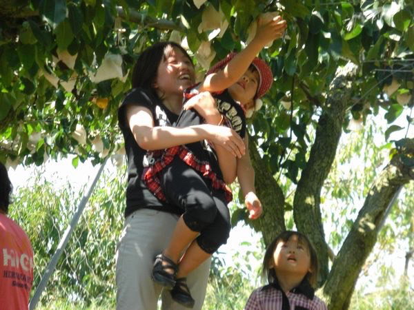 大島　フルーツ柄　洋梨と桜桃　着物 大島 フルーツ柄 洋梨と桜桃 着物 着楽（KIRAKU） | 薩摩絣・大島紬