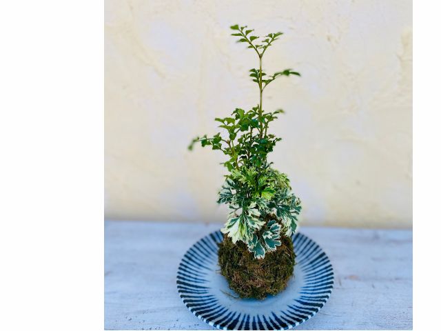 勝山市 女性 カップル ファミリーにオススメ 苔玉作り体験 3姉妹のお花屋さん Hiromi じゃらん遊び体験 勝山市 女性 カップル ファミリーにオススメ 苔玉作り体験 3姉妹のお花屋さん Hiromi じゃらん遊び体験