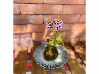 勝山市 女性 カップル ファミリーにオススメ 苔玉作り体験 3姉妹のお花屋さん Hiromi じゃらん遊び体験 勝山市 女性 カップル ファミリーにオススメ 苔玉作り体験 3姉妹のお花屋さん Hiromi じゃらん遊び体験