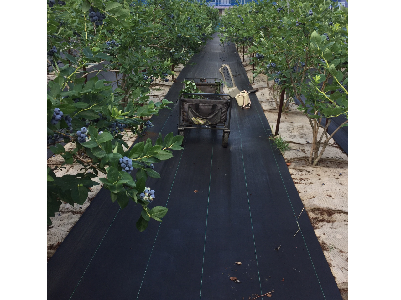 秦野いとう農園 予約 アクセス 割引クーポン じゃらんnet