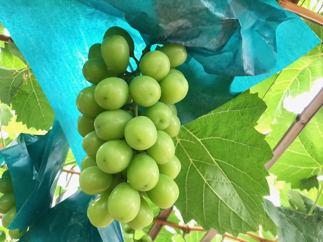 �Ղ���ƊÂ��Ă���������