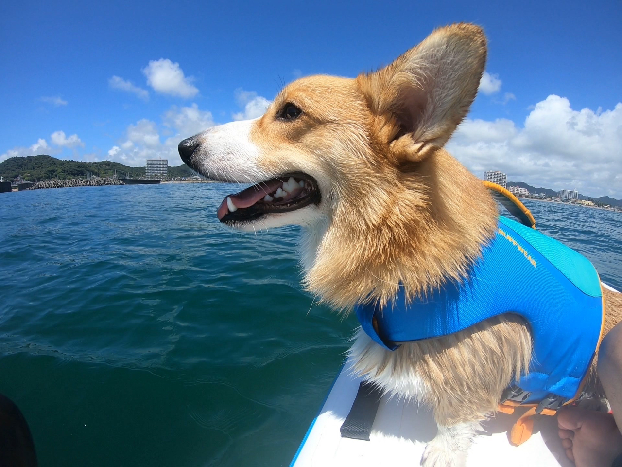 【鴨川・わんちゃんと一緒にSUP体験】大型犬でもOK!ファミリーみんなでモンスタ...